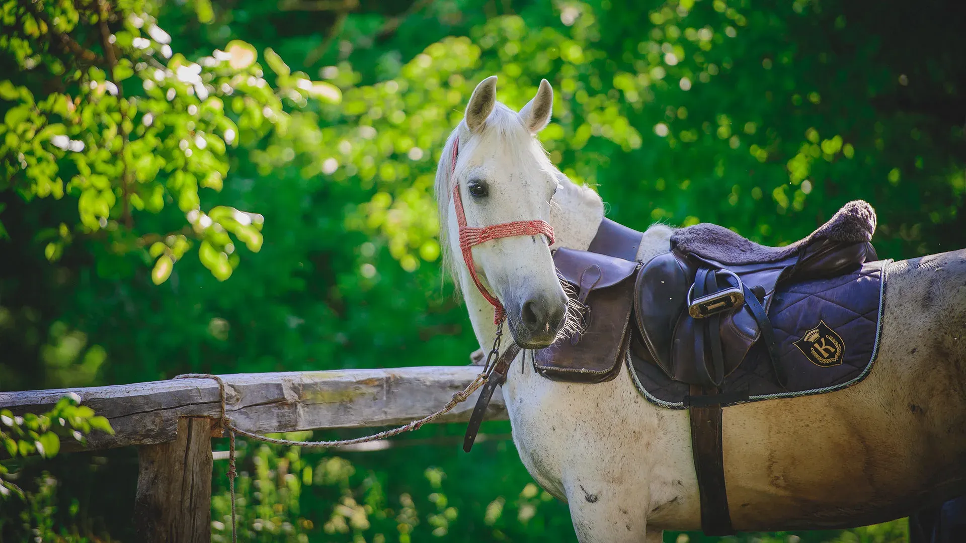 A white saddled horse by a wooden fence, with its face turned toward the camera.